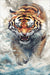 Tiger Painting