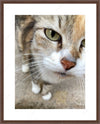 Framed print with mat & glazing