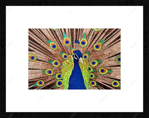 Peacock Painting