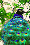 Peacock Painting