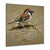 Bird Painting