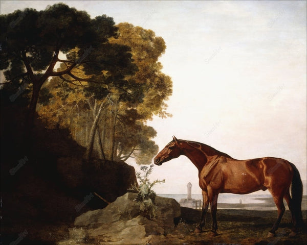 A Bay Arab In A Coastal Landscape,1779