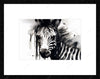 Zebra Painting