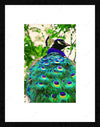 Peacock Painting